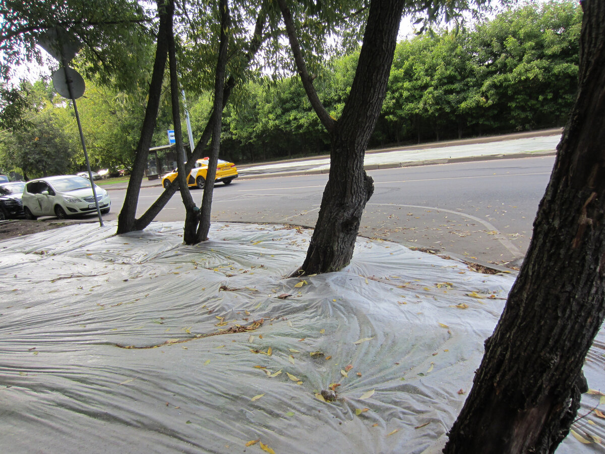 Некрасиво, но это ненадолго. Скоро зазеленеет!