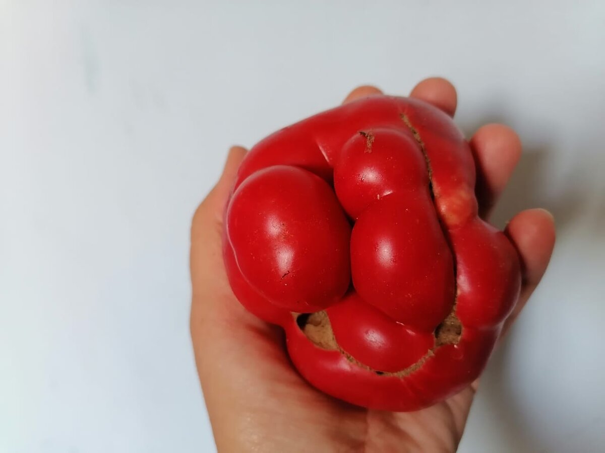 Урожай 2020. Фото автора.