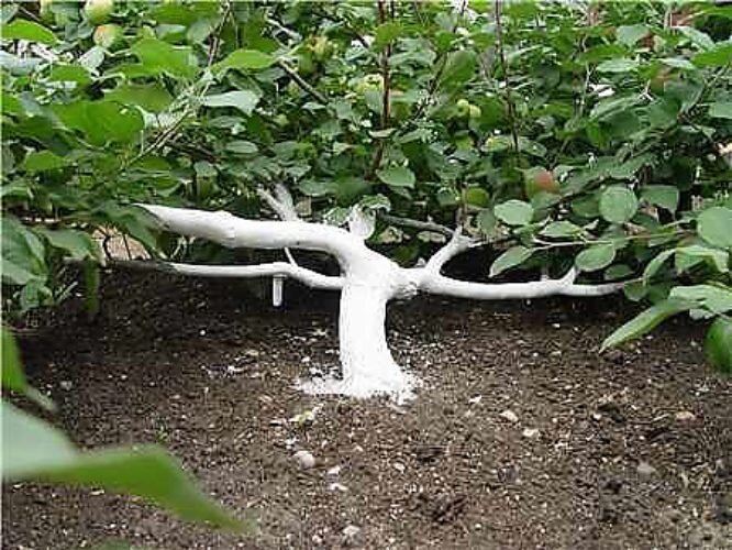 Вот так у нас в Сибири растут яблони...