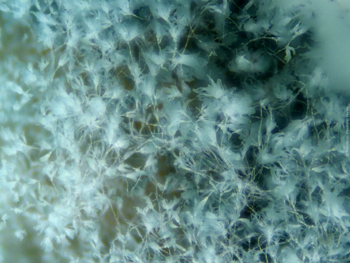 Мукор в микроскопе. Плесень в микроскопе. Плесень под. Плесень под. Слизевики, сапротрофы.