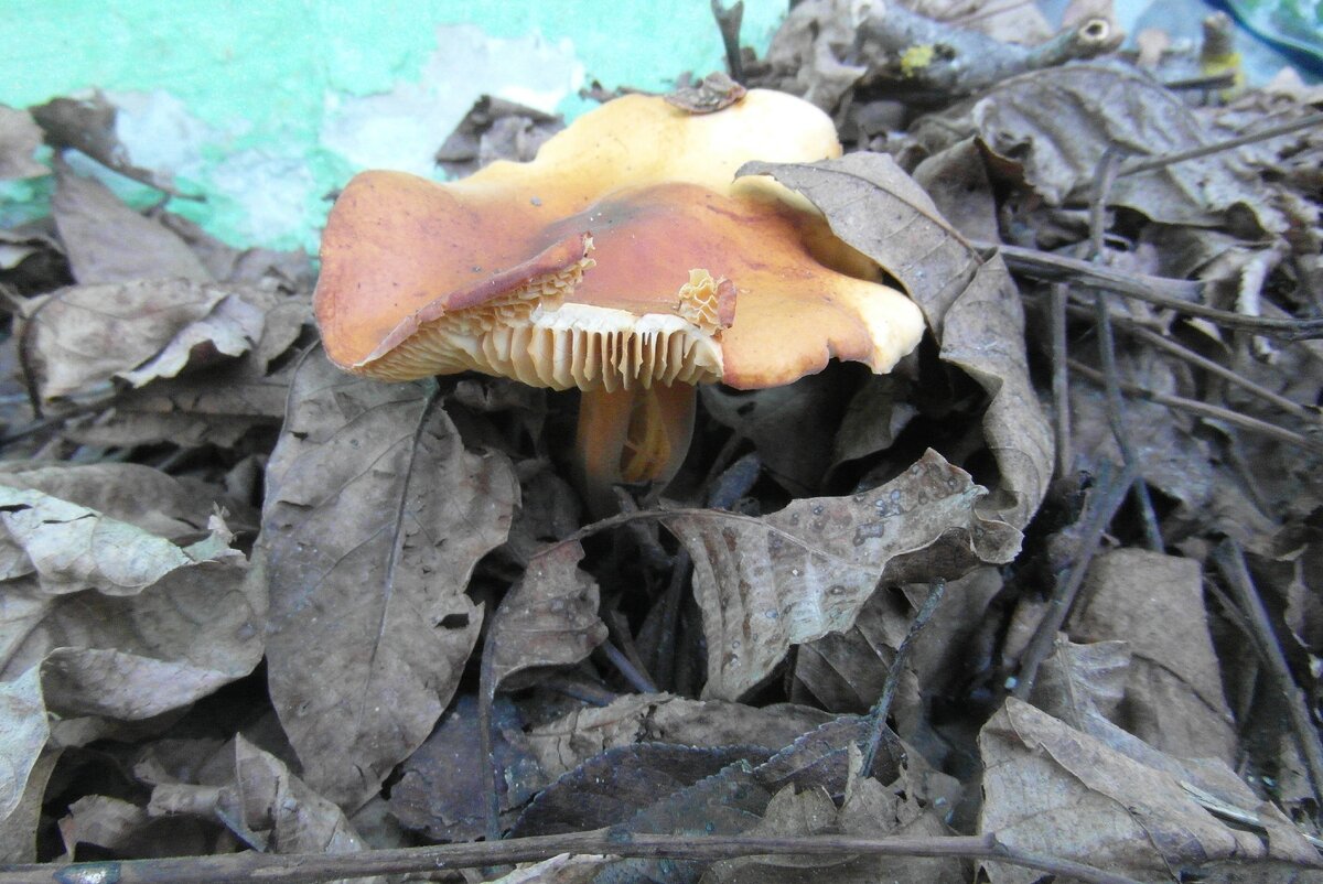 Гриб, который вырос возле нашей бани