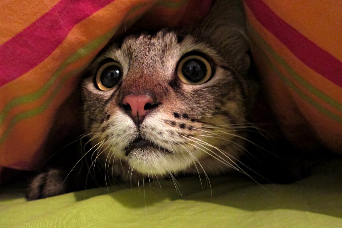 Иллюстрация к статье