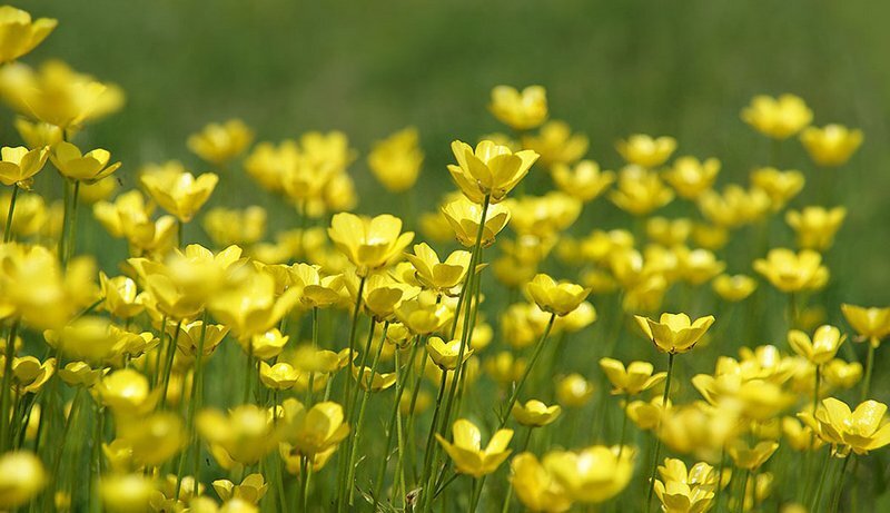 Изображение не мое. Взяла в Яндекс.Картинках. Такие красивые, но ядовитые цветы Лютики