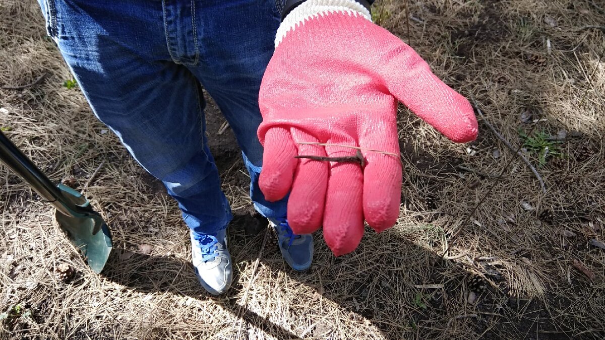 Старый гвоздь. Провел тут очень много времени. 