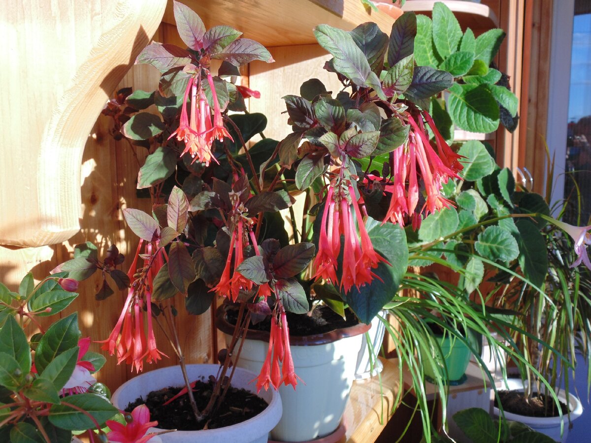 Фуксия Thaliya