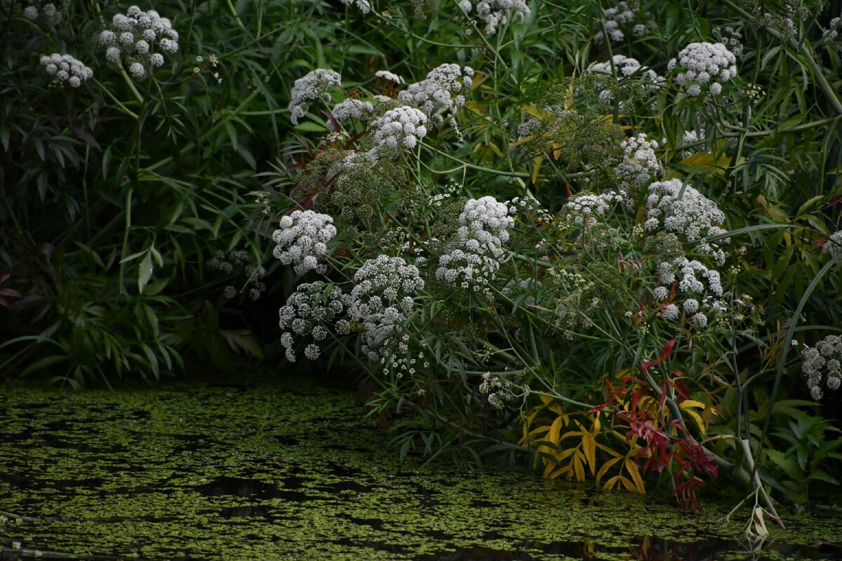 У пруда вех ядовитый