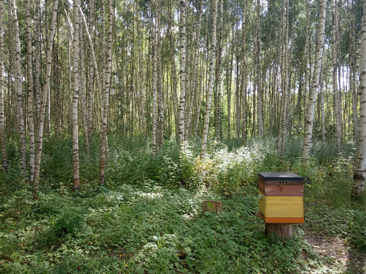Мой, пока одинокий улей в лесу за домом.