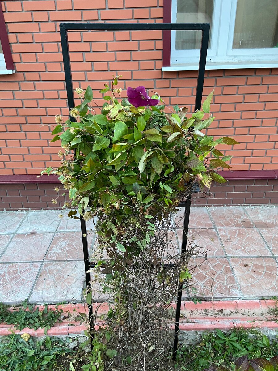 Октябрь, а цветочек ещё есть