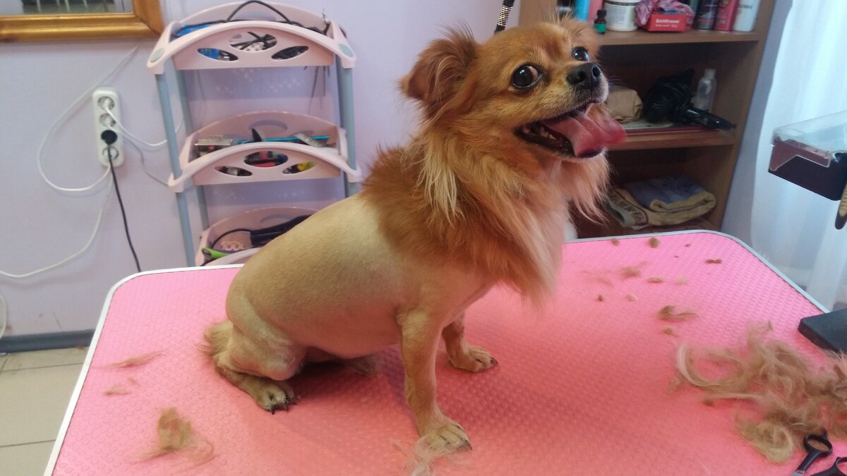 И я когда-то пробовала себя в груминге 😁 Помню, застригла шпицу на лапке лишнего, меня моя мастер чуть не пристукнула)) 