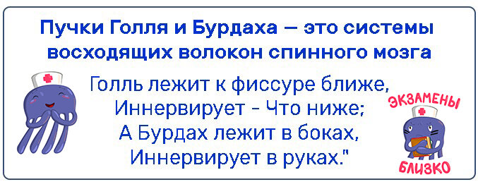 Пучок Голля (тонкий пучок) лежит ближе к борозде и отвечает за нижнюю конечность. А пучки Бурдаха (клиновидный пучок) лежат дальше от борозды и отвечает за верхнюю конечность.