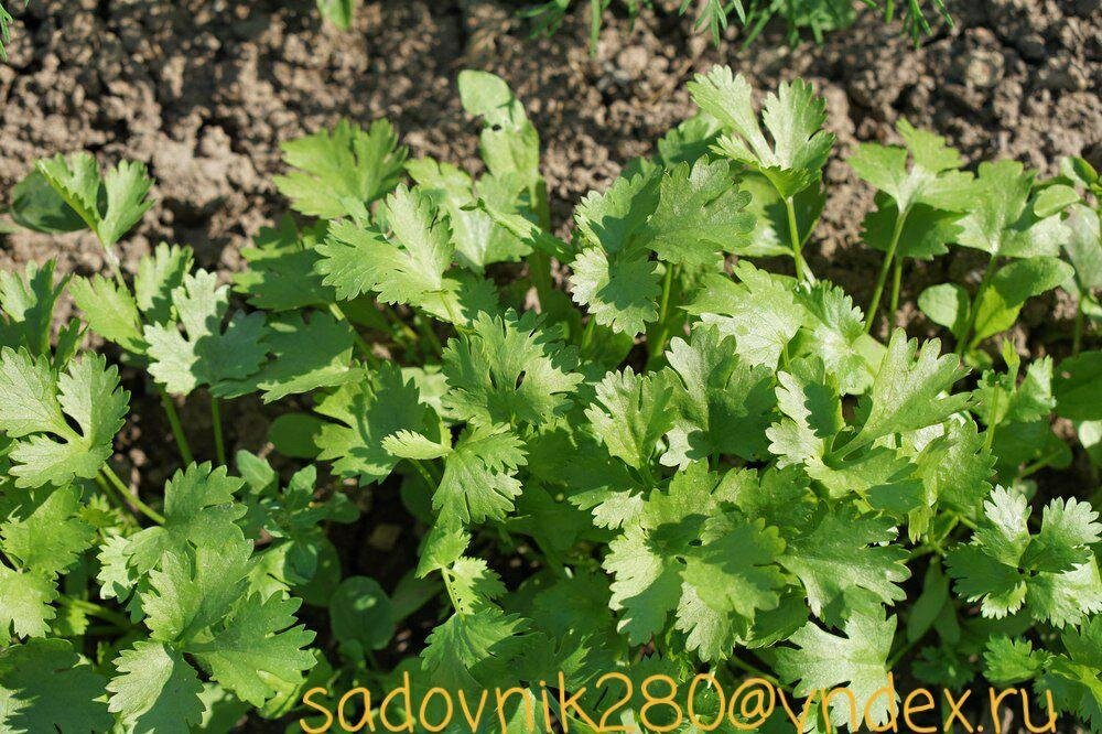Ажур, — ранний сорт петрушки, до сбора первого урожая проходит 70-75 дней. Фото-коллаж автора Алесад.