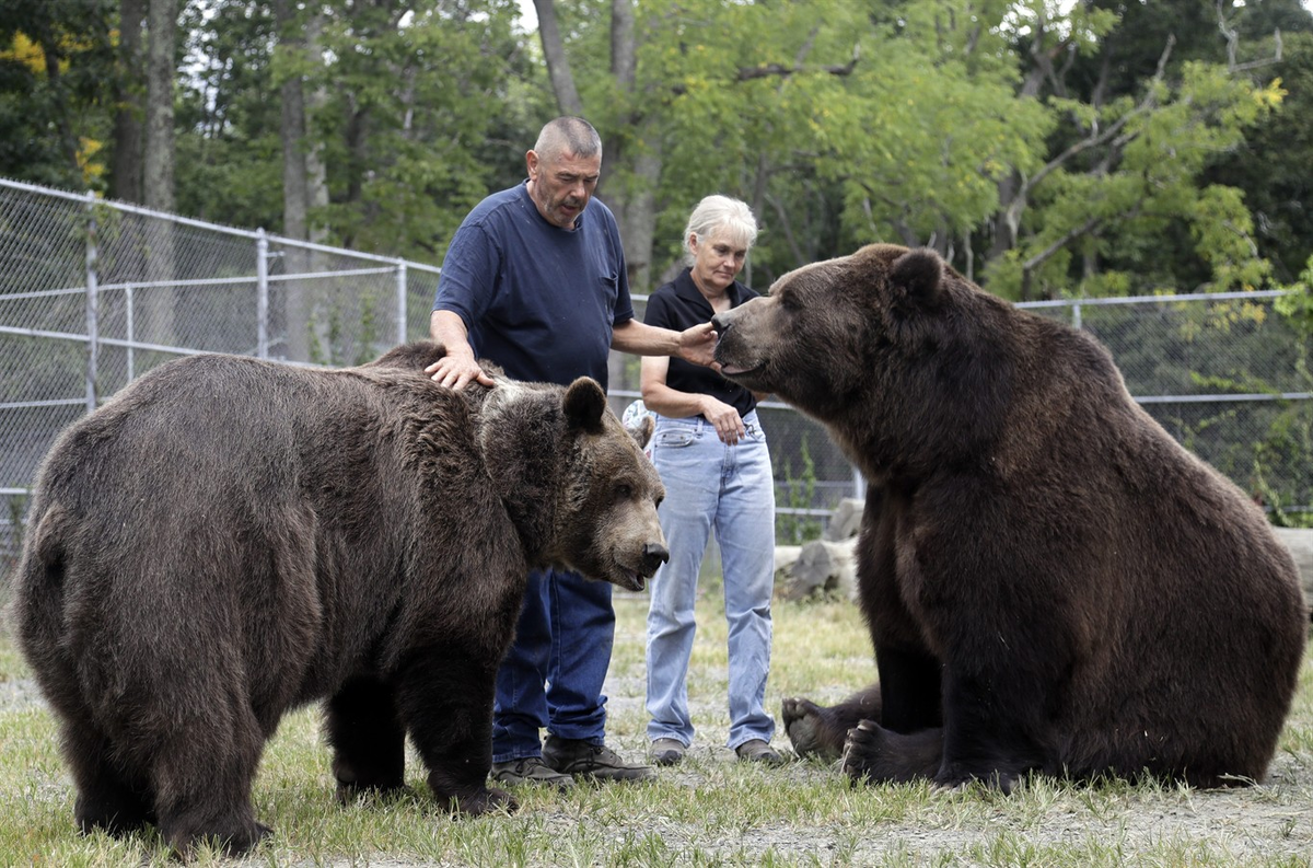 Бурый медведь Кадьяк. Аляскинский бурый медведь Кадьяк. Медведь Кадьяк и Короткомордый. Большой бурый медведь Кадьяк.