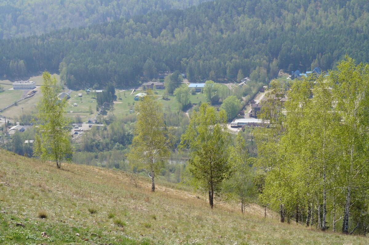 Берёзы на склоне. У каждой есть характер, настроение.