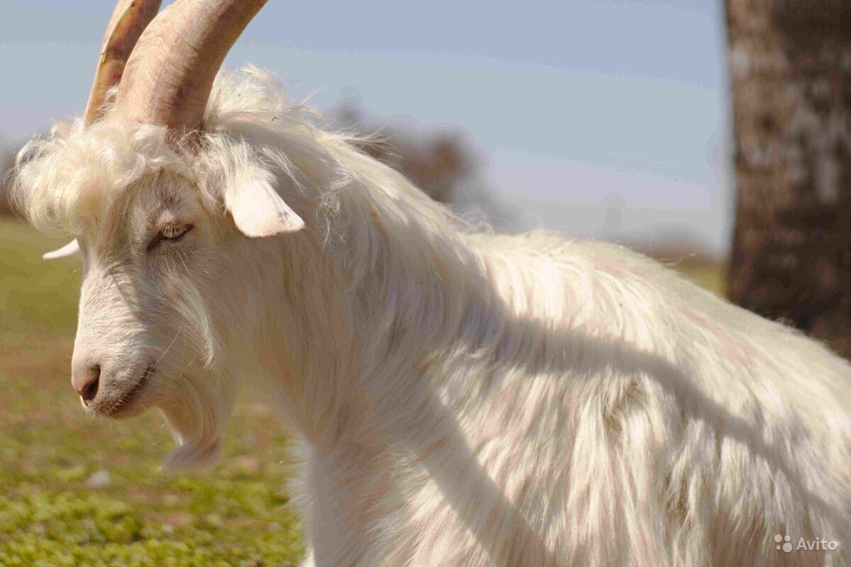 Иллюстрация из сети интернет