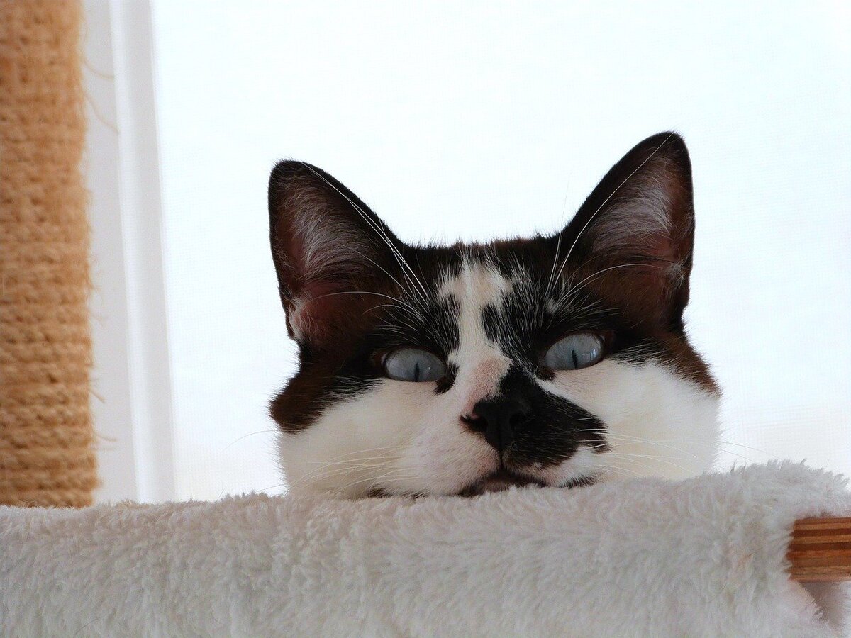 Кошек доверия. Фото Куку. Кошка лезет. Куку животные. Cat behind the Sofa.