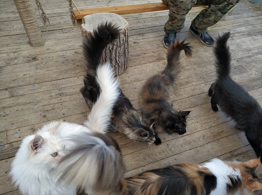 Кошачий вольер питомника "Белый Лекарь". 