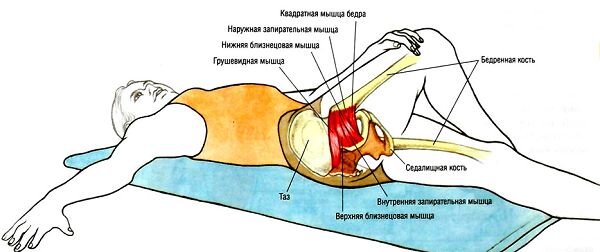 Вот Мы с Вами и разобрались с подвздошной и поясничной мышцами и болями в поясничной области спины, давайте перейдем непосредственно к болям в пояснице с прострелами через ягодицу под колено и ниже - с чем это связано и как это лечить!

Выше я уже говорил, что самой распространенной причиной таковых болей является спазмирование грушевидной мышцы.

При ярко выраженной укороченности грушевидной мышцы, происходит сдавливанием седалищного нерва и как следствие мы чувствуем сильнейшую боль, распространяющуюся от крестца до икроножных мышц, а иногда и ниже.

Избавлением от таких болей может быть только целенаправленная растяжка грушевидной мышцы с помощью специальных упражнений.

Грушевидная мышца входит в группу мышц, поворачивающих ногу наружу в тазобедренном суставе, плюс она разгибает ногу в тазобедренном суставе и участвует в ее отведении.

Начинается грушевидная мышца от передней поверхности крестца и прикрепляется к большому вертелу бедра. Ее основные функции, как мы уже поняли это наружное вращение, отведение, сгибание тазобедренного сустава. Антагонистом грушевидной мышцы выступает приводящая мышца бедра.

Перед тем как перейти непосредственно к упражнениям хочу заострить ваше внимание на том, что в связи с анатомией грушевидной мышцы все упражнения необходимо выполнять в ограниченной амплитуде, аккуратно и без рывков, больше в стиле статической растяжки.

Упражнение для устранения и предотвращения укорачивания мышцы, которое нужно выполнять каждый вечер.

Лягте на правый бок, правая нога выпрямлена и полностью лежит на полу, левую ногу согните в коленном суставе и осуществляйте приведение (с внутренней ротацией бедра) и отведение. Если при этом вы сможете одновременно массировать мышцу левой рукой – эффект от упражнения может усиливаться.

2. Встаньте в позицию на колени упираясь ладонями обеих рук в пол, отведите правую ногу в сторону и назад, задержавшись на пару секунд в данном положении и вернитесь к исходному, после чего сделайте то же самое для левой ноги. Можно сделать поочередно для каждой ноги по 10 таких отведений, либо сначала для одной ноги 10, затем для другой.

3. Для следующего упражнения понадобиться валик. Необходимо сесть на валик, уперевшись ладонями рук за спиной в пол, при этом пятку левой ноги поставить на колено правой, опустив к полу колено левой ноги. Из этого положения нужно совершать движения катаясь по валику ягодичной мышцей вперед, задерживаясь на 20-30с., перед тем как вернуться в исходное положение.

После повторить тоже самое для правой ноги.

4. Лягте на спину, выпрямив ноги и раскинув руки в стороны. Согнув левую ногу в колене заведите пятку за коленку правой ноги, правой рукой возьмитесь за колено левой и прижимайте его вправо вниз, растягивая грушевидную мышцу и ягодичные, задерживаясь каждый раз в нижней позиции от 20 до 40с. Повторить три-пять раз для каждой ноги.

5. Лягте на спину, согните обе ноги в коленных суставах и заведите пятку левой ноги за коленку правой. Скрестите пальцы рук обхватив бедро правой ноги, слегка потянув его на себя, до ощутимого растяжения в ягодичной мышце. Удерживайте такое положение от 20 до 40с в 3-5 подходах для каждой ноги поочередно.

Упражнение для стабилизации грушевидной мышцы.

Лягте на живот, согнув ноги в коленных суставах, носки при этом разверните наружу, а пятки, наоборот, соберите вместе. Расположив валик между лодыжками осуществляйте его сдавливание.

Как вы убедились, нет никаких сложностей в выполнении упражнений из данной статьи, но выполняя их регулярно и соблюдая все вышеперечисленные рекомендации – ВЫ сохраните здоровье и необходимую подвижность себе и своим близким на долгие годы.

Надеюсь, вам было полезно и интересно и вы получили ответы на ваши вопросы. Обязательно поделитесь данным материалом со своими друзьями через РЕПОСТ.

Автор: ЕгоРубанов
