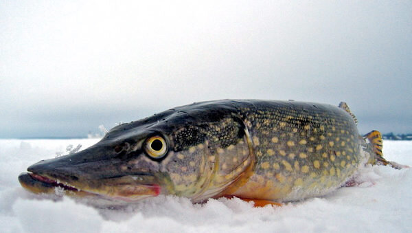 Секреты и хитрости зимней рыбалки на щуку