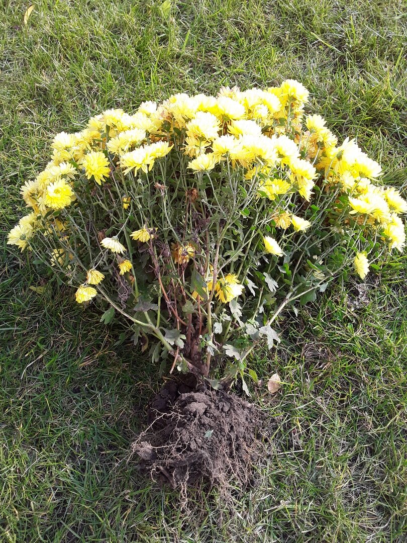 У нас не было дождей больше месяца, очень сухо. Но хризантемы прекрасно цветут и без полива - чем их поливать, если даже уже и воду в садоводстве отключили?