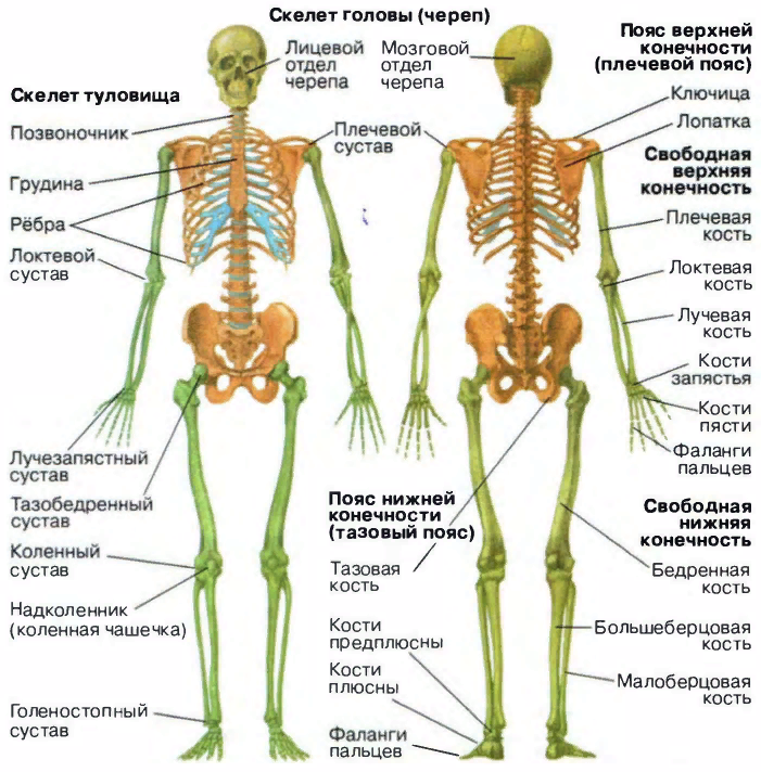 Строение скелета человека схема. Строение скелета человека с названиями костей. Общий план строения скелета человека. Строение скелета человека костей биология.