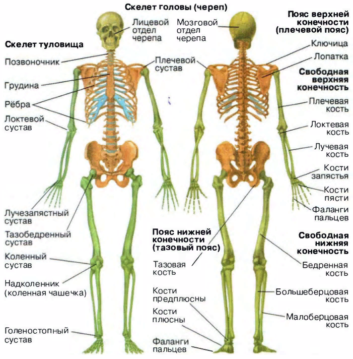 Туловища конечностей. Строение скелета с названием костей. Осевой скелет человека с названием костей. Скелет туловища человека с названием костей. Биология строение скелета человека.