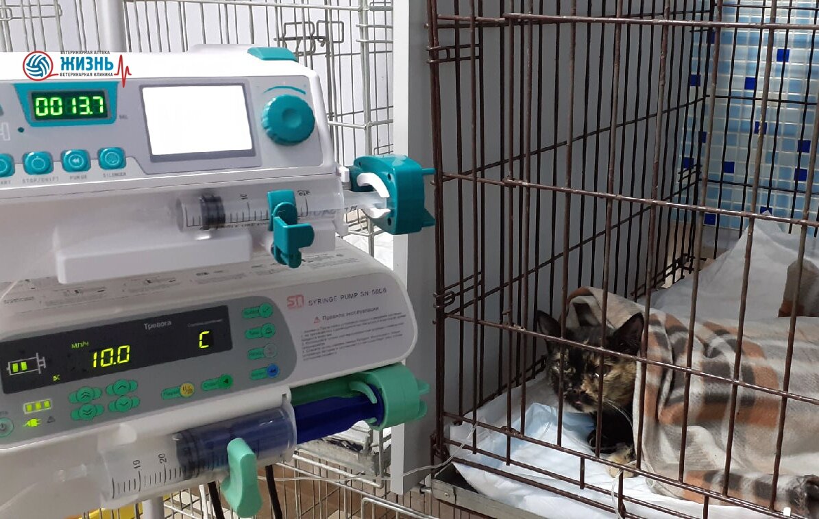 Кошка Люся на стационаре интенсивной терапии в ветклинике в Калуге "Жизнь" 