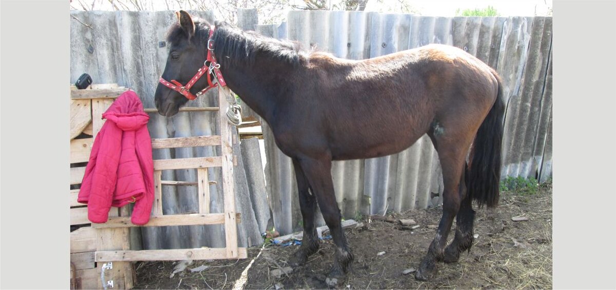 Такая пойдет? ))) Фото автора