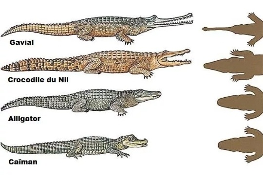 Гавиалы самые дальние родственники крокодиловых