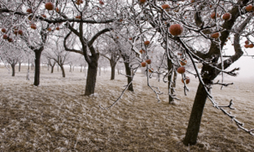 Наиболее распространенные заболевания яблони.