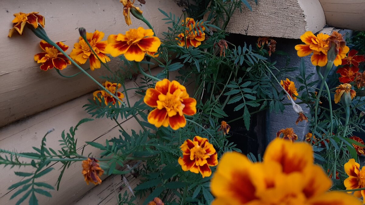 Просто бархатцы у дома.