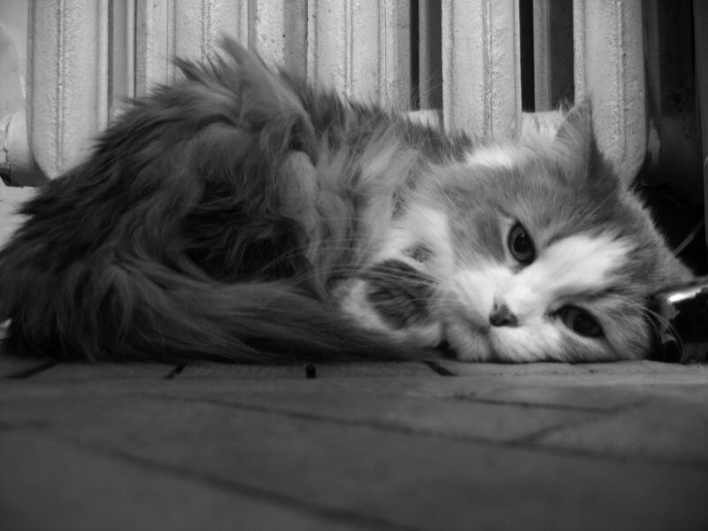 Котенок грустит. Грустная кошка. Печальный котенок. Кошка в печали.