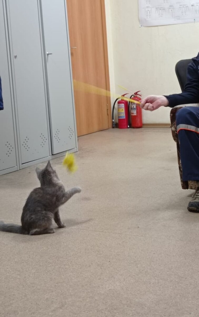 Кошка Мурка и удочка