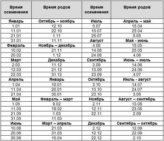 Запуск коровы перед отелом схема