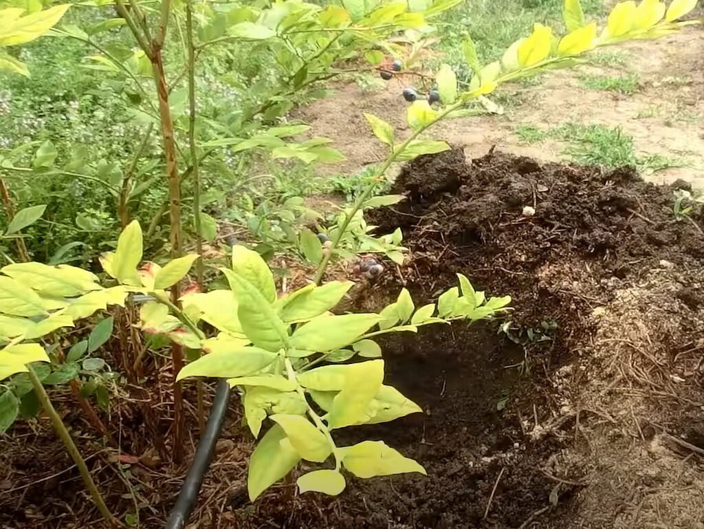 Хлороз голубики фото и лечение