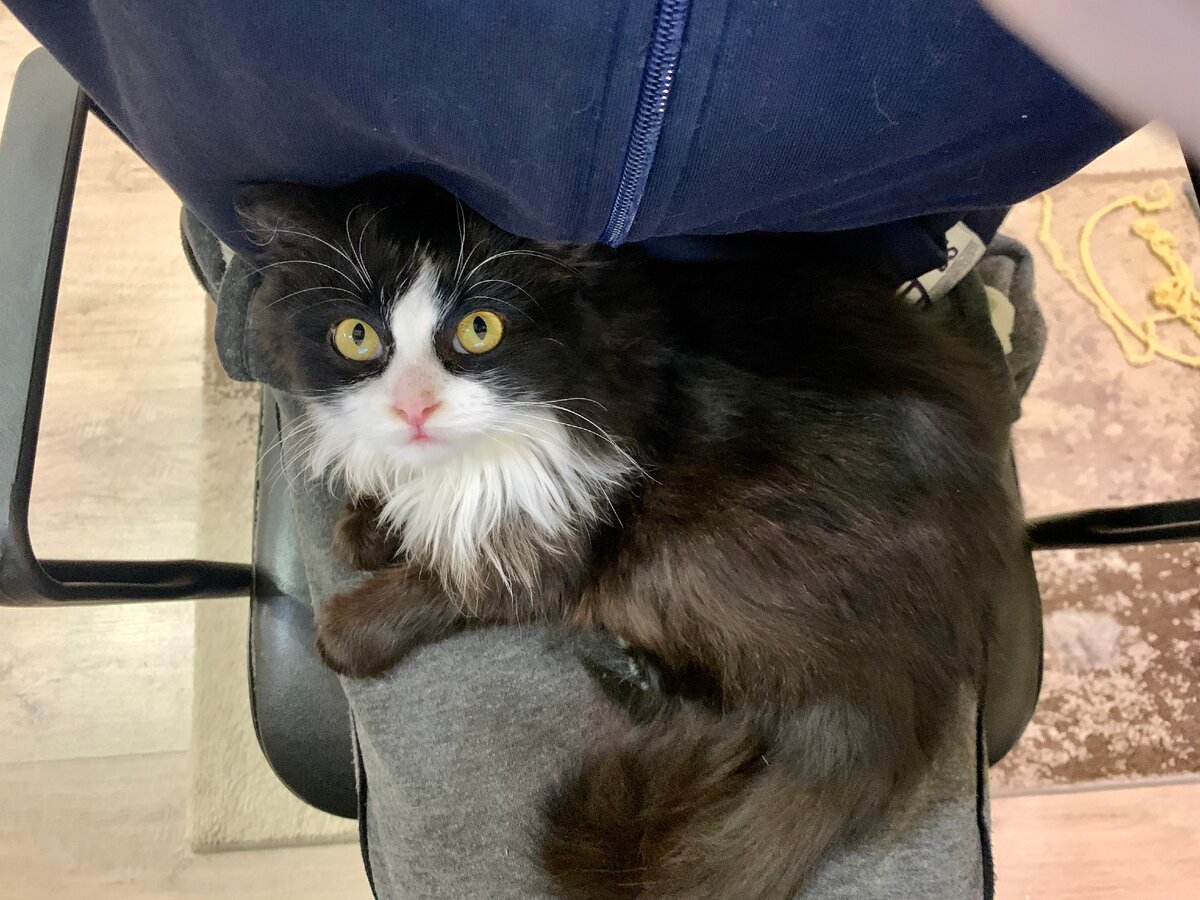 Или садится мне на руки намекая, что пора вставать