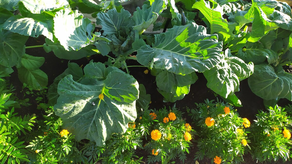 "Каменна глова" и бархатцы