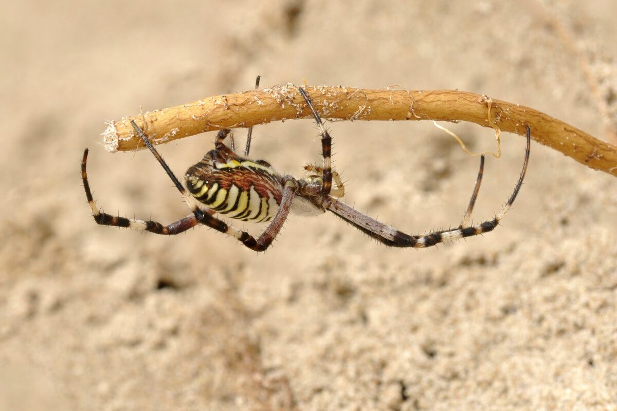 Argiope Bruennichi