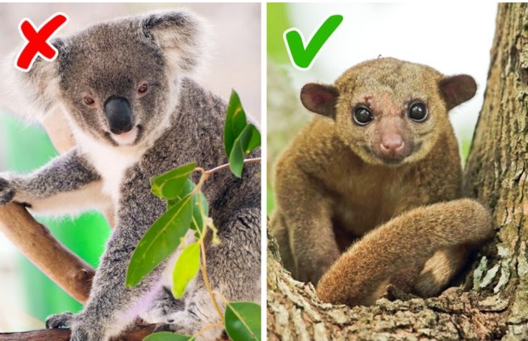 Домашние змеи не ядовитые большие. В которых можно держать как. Экзотические домашние животные для квартиры. Змеи домашние питомцы. Террариум для зеленой игуаны.