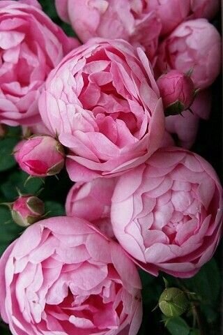 Фото: https://www.pinterest.ru/pin/2955555995759974/