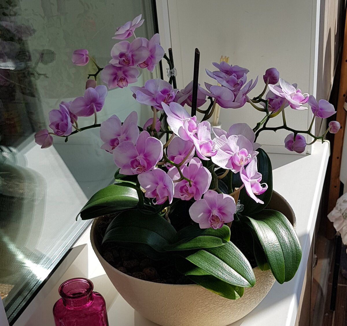 Орхидея в непрозрачном горшке. Фаленопсис в непрозрачном горшке. Орхидеи в непрозрачных горшках. Непрозрачный горшок для большой орхидеи. Как красиво посадить фаленопсис.