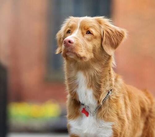 Понос у собаки 🐕: симптомы диареи, причины, виды, первая помощь