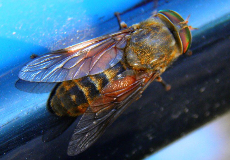 Овод фото. Слепень бычий Tabanus bovinus. Сибирский слепень. Королевский слепень. Слепень полосатый.