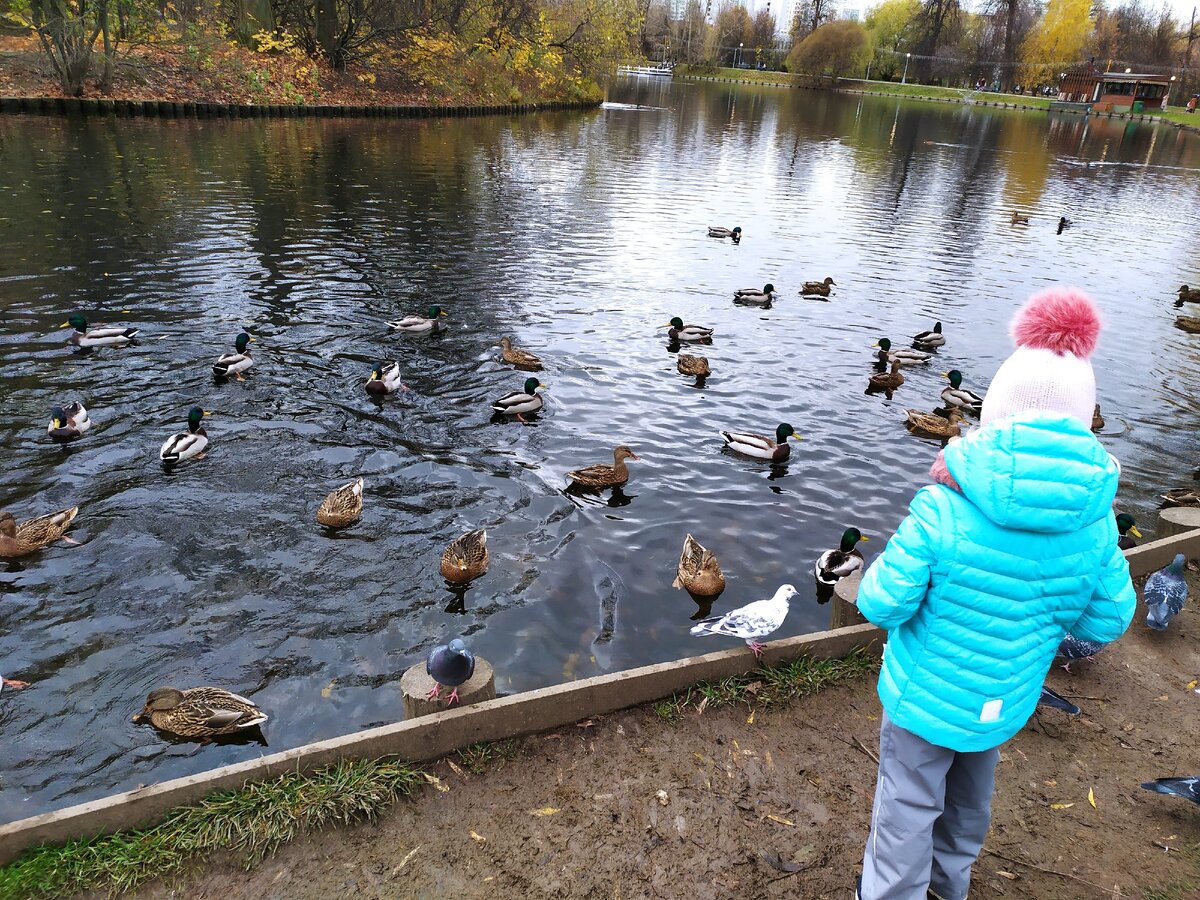 Кормим уток(фото автора)