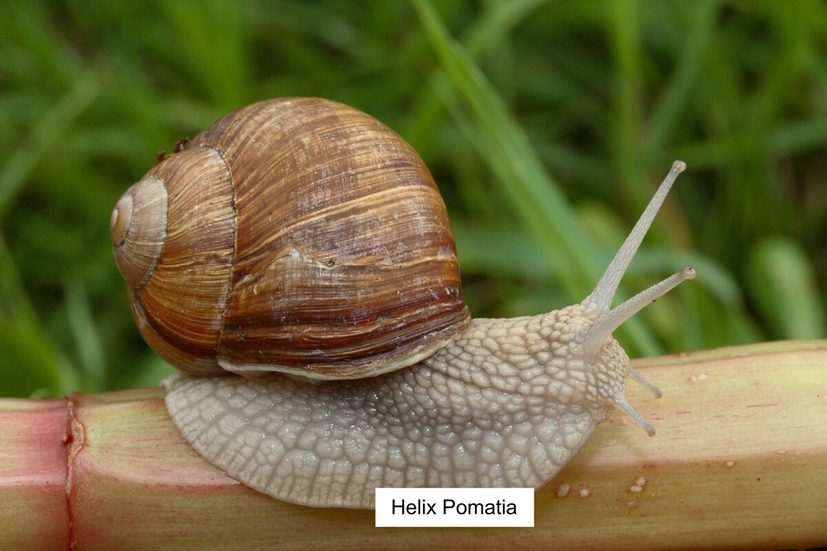 Helix Pomatia - виноградная улитка