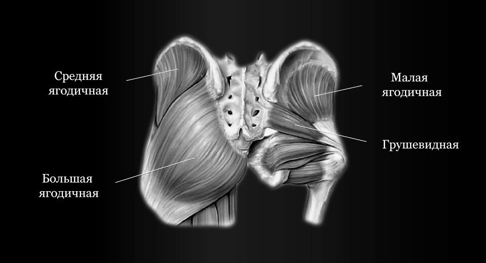 Ягодичные мышцы анатомия мультяшные