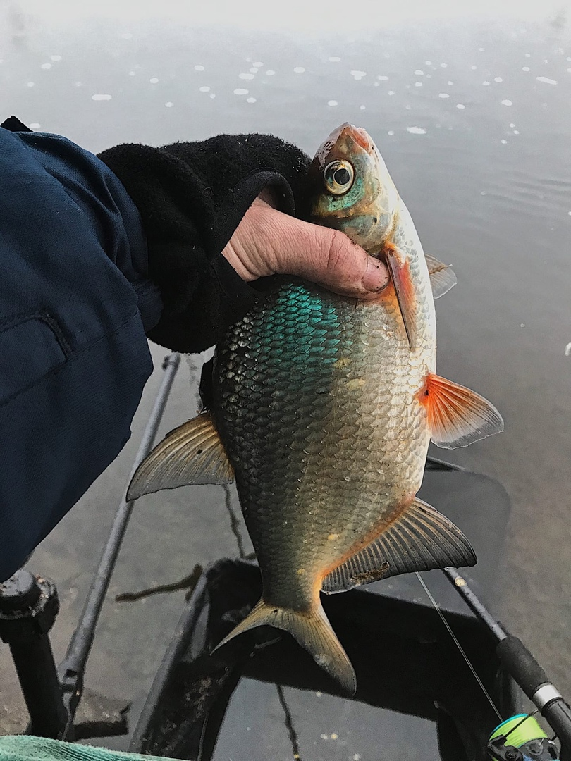 Зачётный густер!