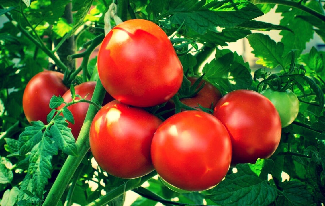 Классные помидоры.