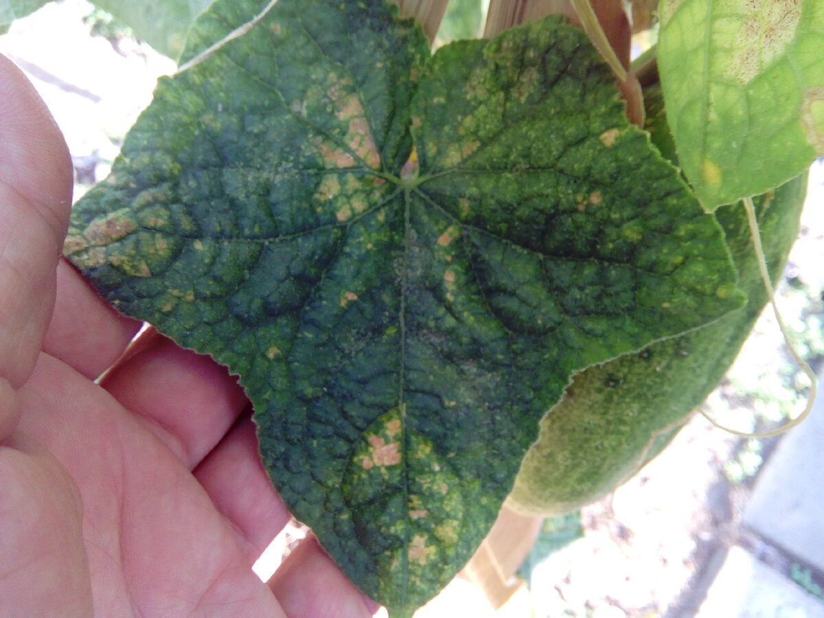 Обыкновенная огуречная мозаика (cucumber Mosaic virus).