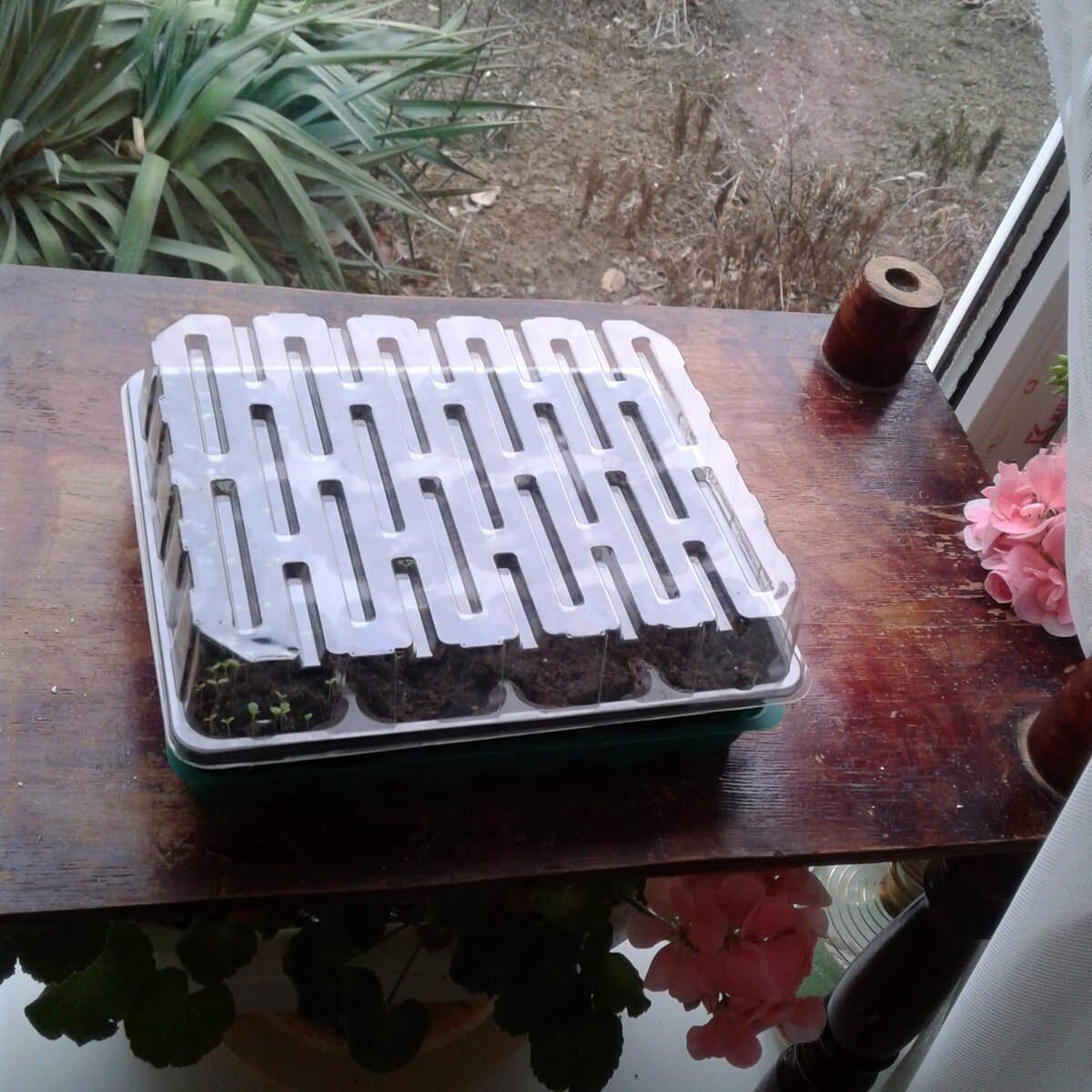 Так они стоят до тех пор, пока не прорастут