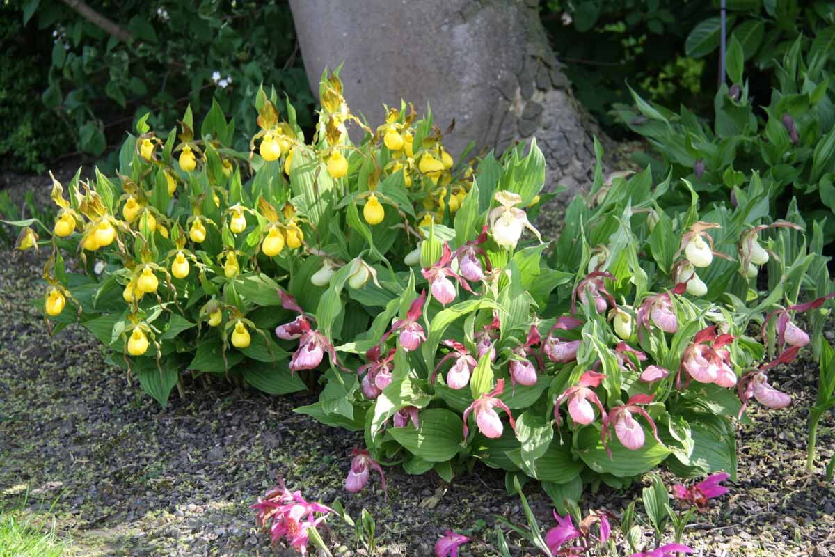Особенности посадки и ухода за садовой орхидеей